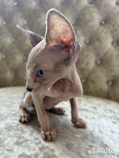 Котята сфинкс