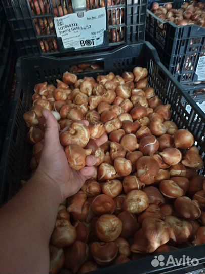 Луковицы тюльпанов 11/12 12+ оптом