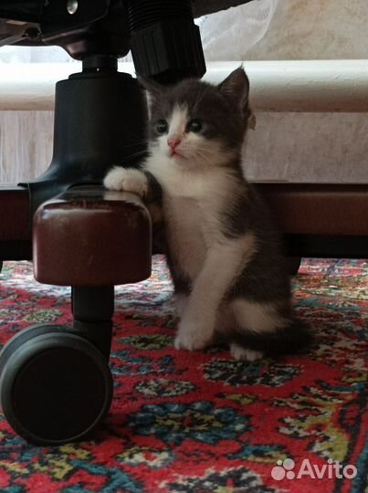 Котята в добрые руки бесплатно