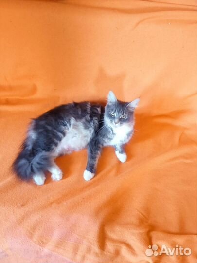 Кошечка мейн-кун в добрые руки