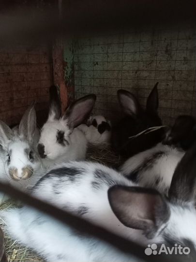 Продам кроликов : белый панон, строкач, бабочка