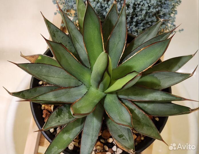 Агавы Potatorum verschaveltii ikari raijin nishiki