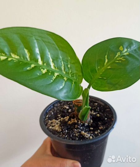 Ароидные, замиакулькас Зензи