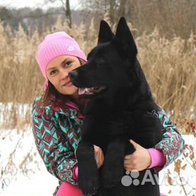 Восточноевропейская овчарка собака: фото, характер, описание породы