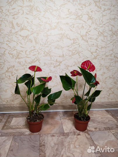 Антуриум красный