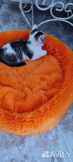 Кошка в дар бесплатно