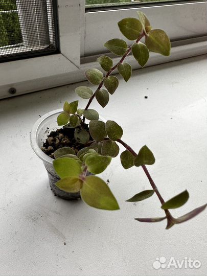 Каллизия голд