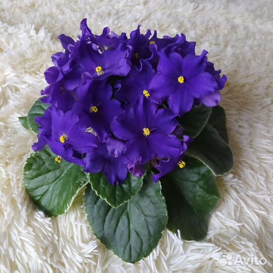 Детки сортовых фиалок