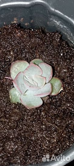 Эхеверия граптоверия суккуленты