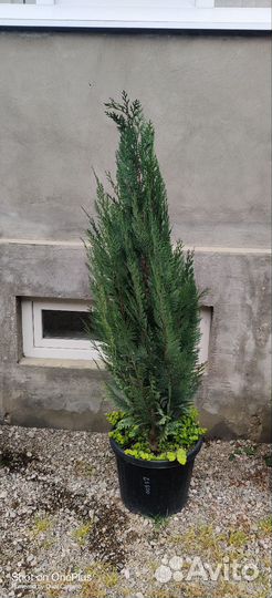 Туя шаровидная