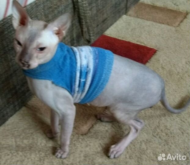 Вязка донской сфинкс