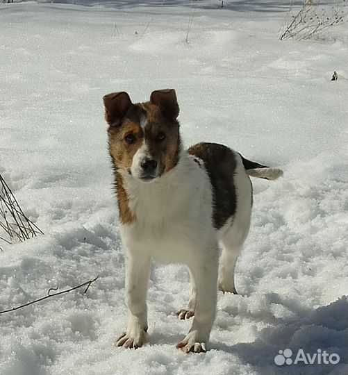 Собака в добрые руки щенок