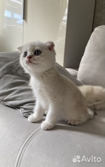 Шотландский котик - окрас ns 11