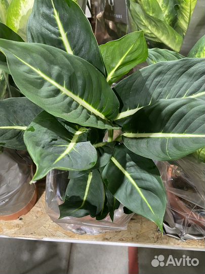 Диффенбахия Грин Меджик, Камилла