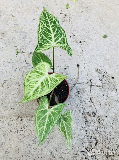 Сингониумы