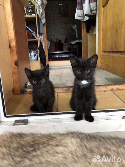 Милейшие котята
