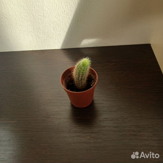 Кактус