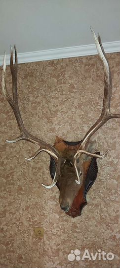 Рога оленя