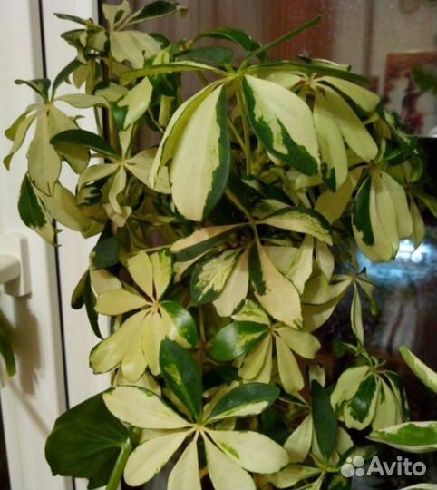 Комнатные растения цветы