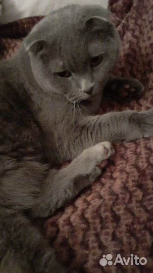 Шатланская вислоухая кошка