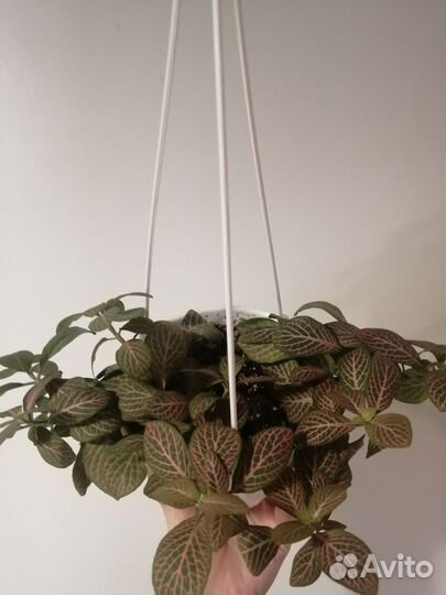 Аглаонема, фиттонии, эпипремнум