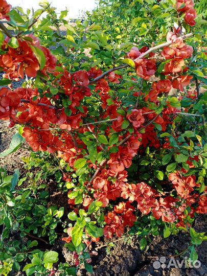 Айва японская саженцы