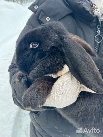 Кролик породы французский баран