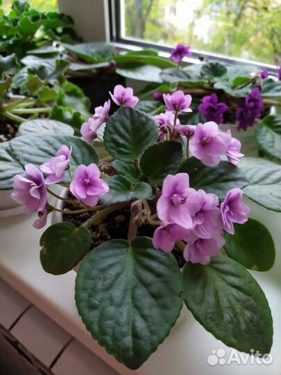 Продам Фиалки