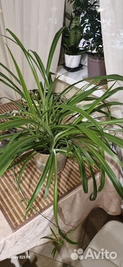 Хлорофитум