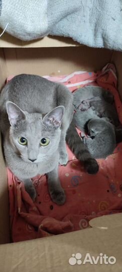 Русская голубая