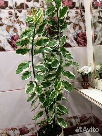 Педилантус