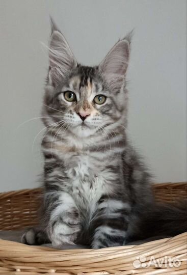 Котята мейн-кун