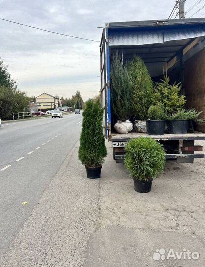 Можжевельник Блю Эрроу из питомника с доставкой