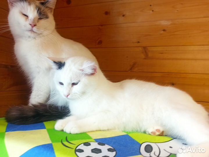 Котодетки хотят домой
