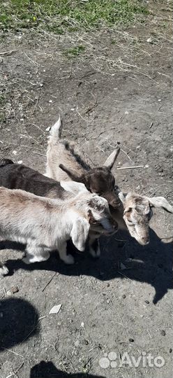 Козье молоко. Сыр.Продаётся