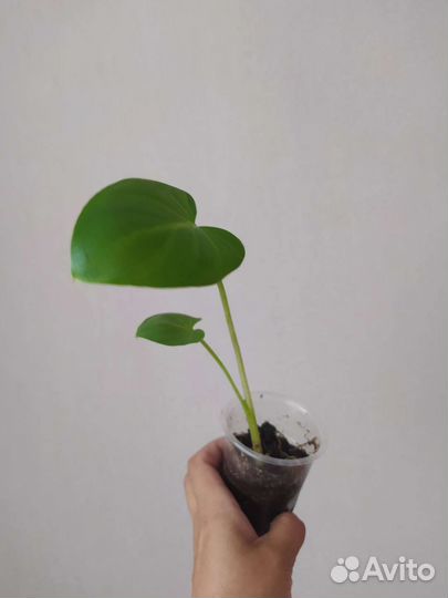 Калла белая корневая