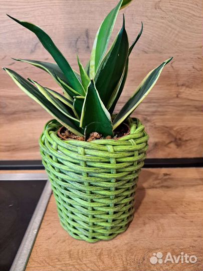 Кашпо плетеное