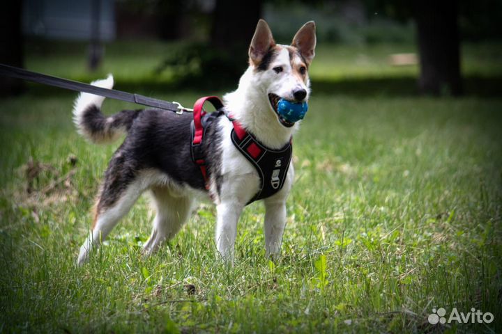 Собака в добрые руки