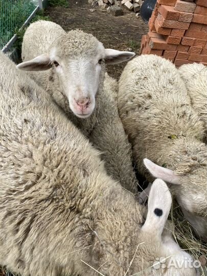 Овцы куйбышевской породы