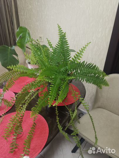 Папоротник