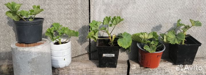 Пеларгония герань Анита