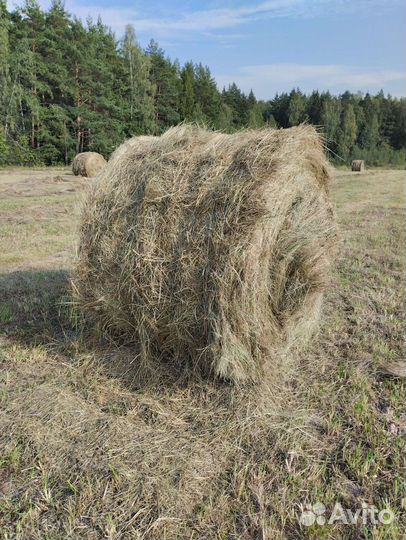 Сено в тюках