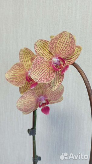 Орхидея фаленопсис