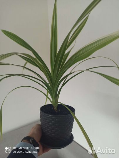 Комнатные цветы панданус