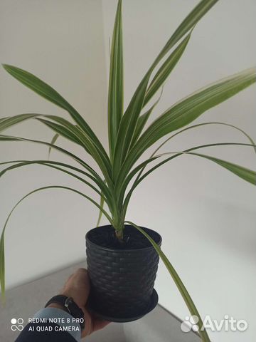 Комнатные цветы панданус