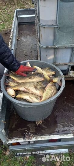 Платная рыбалка - Козлаковские пруды