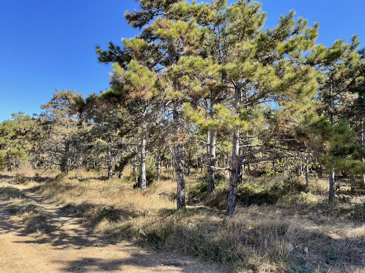 Участок 6,3 сот. (СНТ, ДНП)