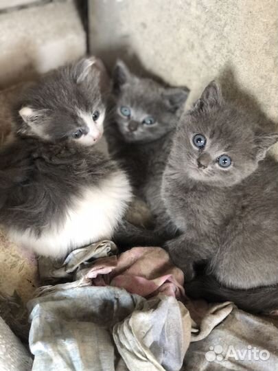 Котята в добрые руки приучены к лотку