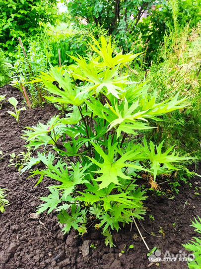 Папоротник садовый и бузульник