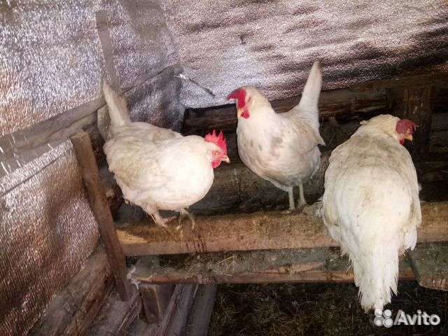 Куры несушки продам